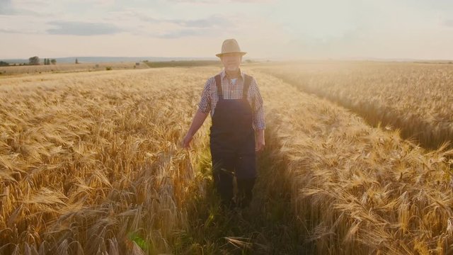 Caucasian old male farmer in a hat going along the path in the golden wheat field on the beautiful sunset and taking off his hat.