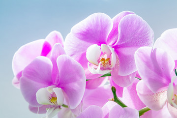 Phalaenopsis orchid flowers bloomed on a light background.