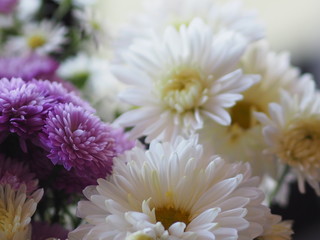 Violet and white Flower Petals stacked into layers name Gerbera jamesonii ,Compositae,Gerbera,Barberto Daisy, Transvaal Daisy