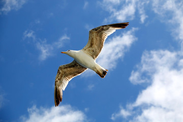 Close-up view of seagull flying against bright blue sky. 