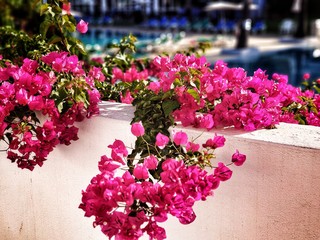 Un bougainvillier en fleur