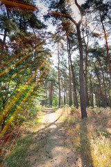 Fototapeta premium Beautiful Sunset in Forest Landscape.