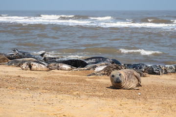 Seals on UK beach