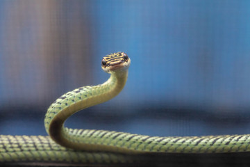 Green snake on blue background.