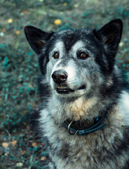 Cute a grey husky sits and looks