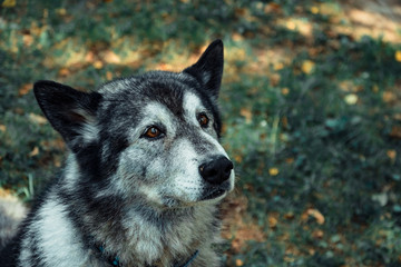Cute grey husky sits and stares up
