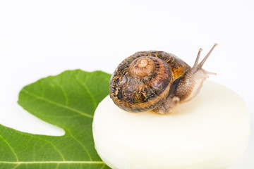 Cosmetics made with snail slime. Very healthy and organic products.