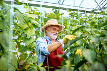 Senior man growing cucumbers, tying the branches up in the hothouse on a small agricultural farm. Concept of a small agribusiness and work at retirement age