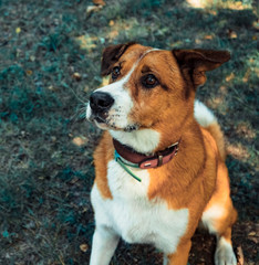 Red dog sits and looks up piteously