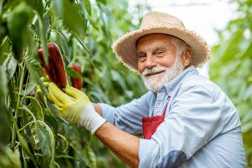 Portrait of a senior man growing red capi peppers in the hothouse on a small agricultural farm. Concept of a small agribusiness and work at retirement age