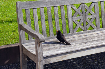 Amsel