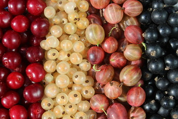 Fresh berries cherry, gooseberry, currant lined with a strip on the surface