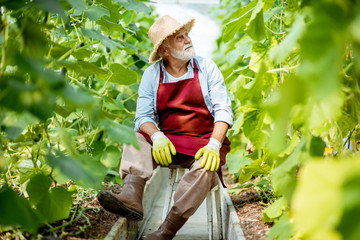 Portrait of a well-dressed senior man sitting in the hothouse with with cucumber plantation on a small agricultural farm © rh2010