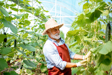 Handsome senior man growing cucumbers in the hothouse, holding a rare variety of white cucumber. Concept of a small agribusiness and work at retirement age