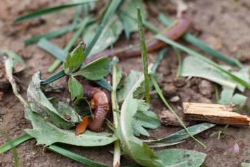 worm on the ground in the grass