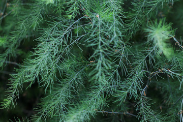 Decorative green grass bush for decoration over background. Close up. Decorative long grass, evergreen sedge.