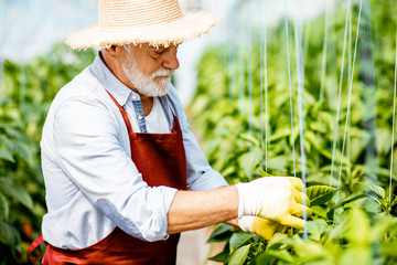 Senior man growing sweet peppers, tying the branches up in the hothouse on a small agricultural farm. Concept of a small agribusiness and work at retirement age - obrazy, fototapety, plakaty