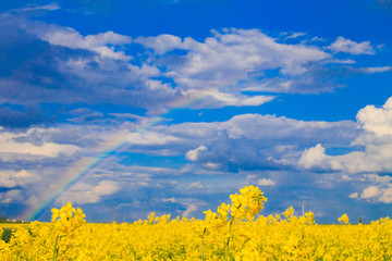rapeseed field with a rainbow in the sky