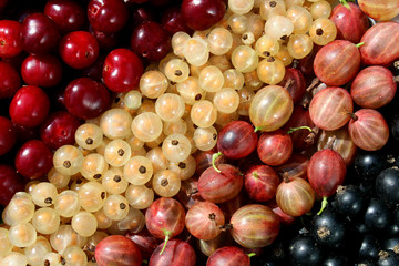 Fresh berries cherry, gooseberry, currant lined with a strip on the surface