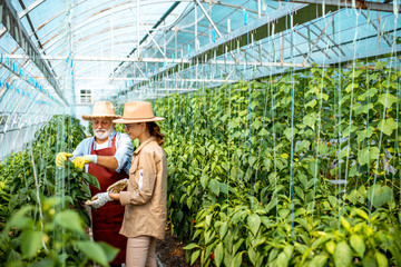 Young woman with grandfather taking care of pepper plantation in the hothouse of a small agricultural farm. Concept of a small family agribusiness