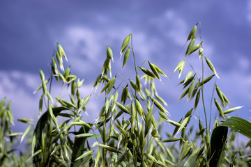 Green oats in a field on a sunny summer day