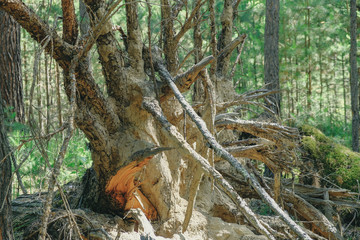 dry wood. tree trunk stomp textured pattern abstract texture of fallen broken tree with age lines. wooden art in natural environment - vintage old film look