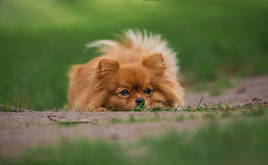The little red-haired dog breeds Spitz in autumn sad lies on the meadow in the Park in the leaves