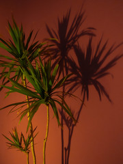 Fototapeta na wymiar Fan Palm Leaf on Coral colored fashion background. Minimalism.. Creative summer concept. Close-up tropical fashionable plant on coral.