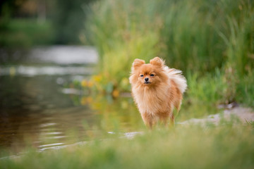 The little red-haired dog breed Spitz fall is on the lake
