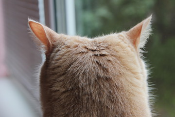 The back of the red cat's head, looking out the window.