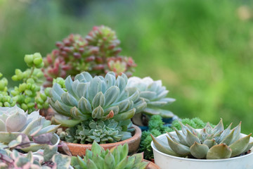 Fototapeta premium Mix Type of Succulent Houseplant Pots Green Garden Background