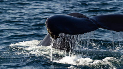 humpback whale tail © Matthew