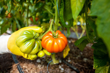 Picking fresh eco tomatoes on a small organic agricultural farm, manual harvesting tomatoes, close-up view