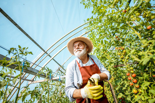 Smiling man on ladder in greenhouse with tomatoes
