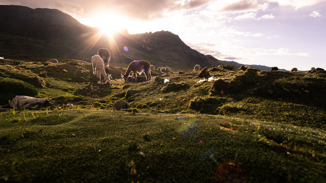 Campo de alpacas y llamas en Astobamba, Per&uacute;