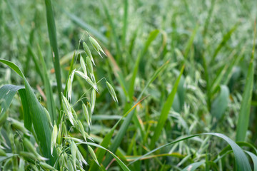 Green oats in a field on a sunny summer day