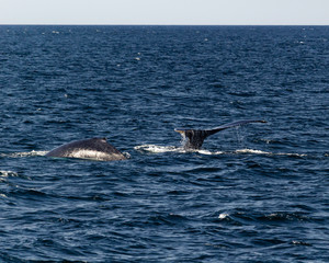 Naklejka premium Diving humpback whales