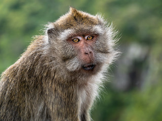 Malin le singe!