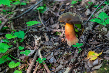 Boletus mushroom in the forest