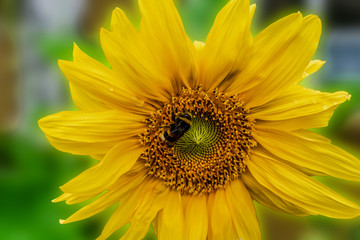 Sonnenblume mit Hummel 