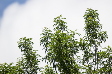  Fraxinus griffithii tree