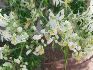 Fototapeta premium Moringa tree flower