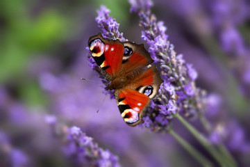 Peacock Butterfly on Lavender