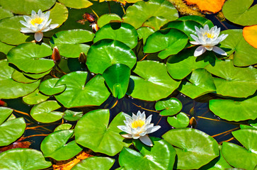Beautiful view with water lily in the lake