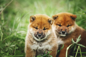 Plakat Two beautiful red shiba inu puppies sitting in the green grass