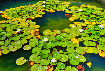 Beautiful view with water lily in the lake