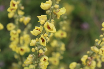 yellow flowers on a tree