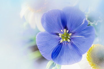 light blue wild geranium photo with white flowers and blurred background close-up