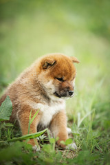Fototapeta premium Serious and beautiful red shiba inu puppy sitting in the green grass in summer