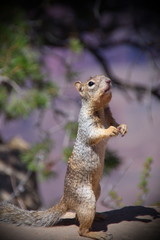 Squirrel